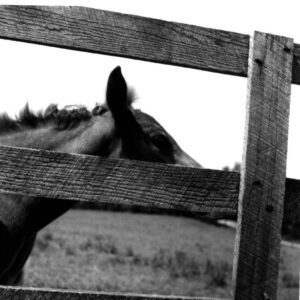 June 7, 1974 Colt, Flicka, at Leedy-Gleason Farm