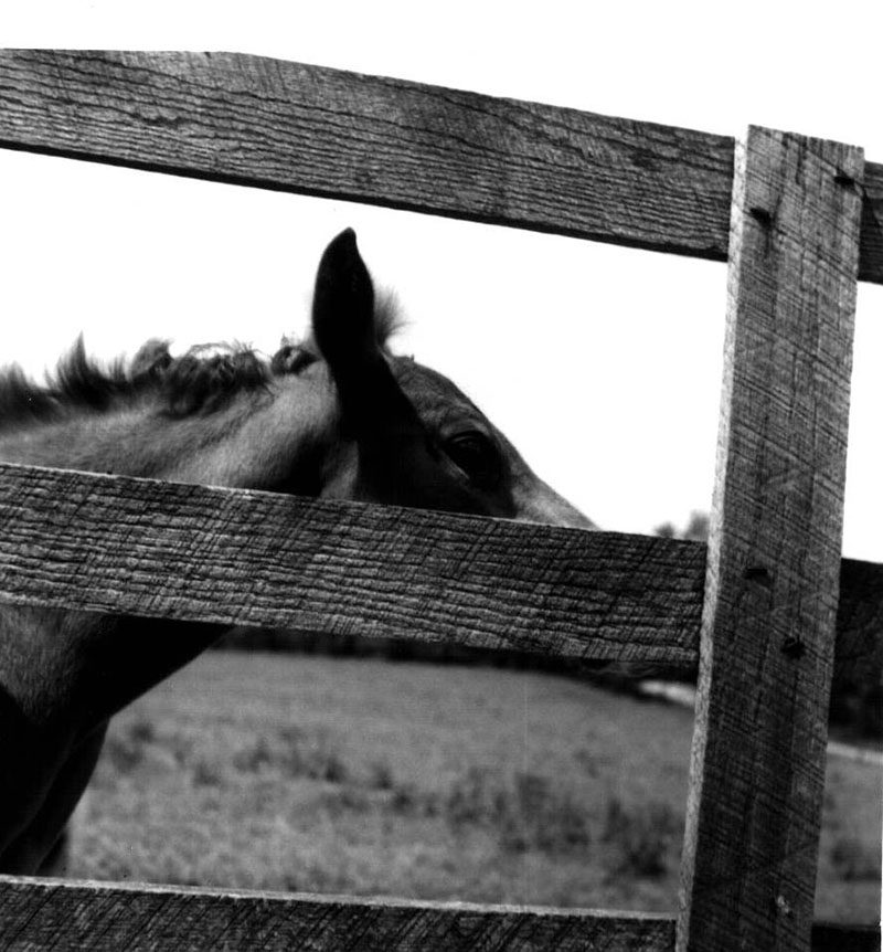 June 7, 1974
Colt, Flicka, at Leedy-Gleason Farm
Photo ID#: A367