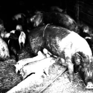 June 8, 1976 Dale Baker Farm