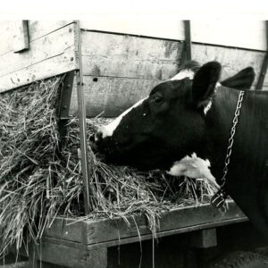 June 8, 1976 J. Fuhrer Farm. Green chop cow feed.