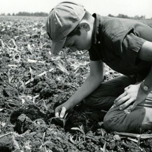 June 9, 1967. Tedd Putt examining minimum tillage corn on his father’s farm