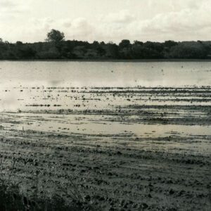 06_09_1981_Flooded_cornfield_after_5_inch_rainfall._John_Winger_Farm__Mifflin_Twp_website-5337