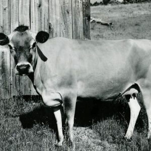 June 10, 1972 A top producing Jersey dairy cow. Britton Farm, Noble County, Ohio.