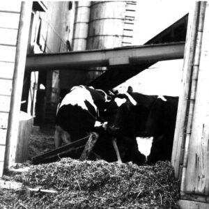 June 18, 1965 C. Oyster Farm.