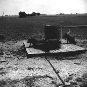 June 18, 1971 George Shoemaker Farm.