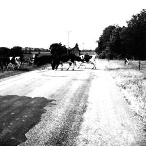 June 18, 1976 Richard Forbes Farm.