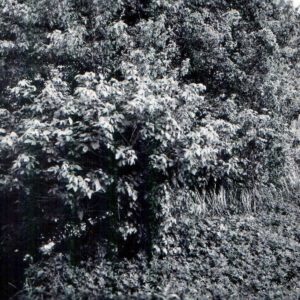 06_28_1962_Marsh_Run_2__SE_from_David_Rd._bridge_near_Avon_Clevinger_Rd.0001-2340