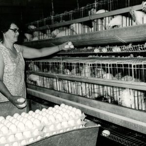 June 28, 1971 Mrs. Chester Jones: 4,000 hybrid leghorns laying hens.