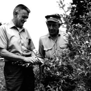06_29_1971_Richard_Keys_and_William_Enderby_examine_Autumn_Olive_windbreak___planted_1969_website-4569