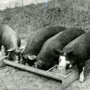 July 1, 1971 Paul and Lee Stoodt-Registered Berkshire Gelts.