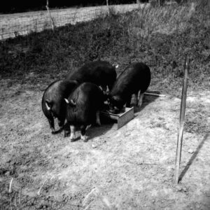 July 1, 1971 Paul and Lee Stoodt-Registered Berkshire Gelts.