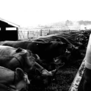 July 1, 1972 Lacky Farm Beef School