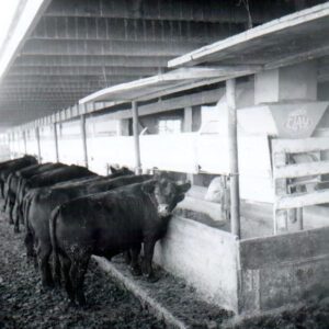 July 3, 1971 Al Schumacher Feeding Operation
