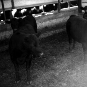 July 3, 1971 Al Schumacher Feeding Operation