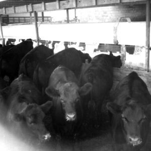 July 3, 1971 Al Schumacher Feeding Operation