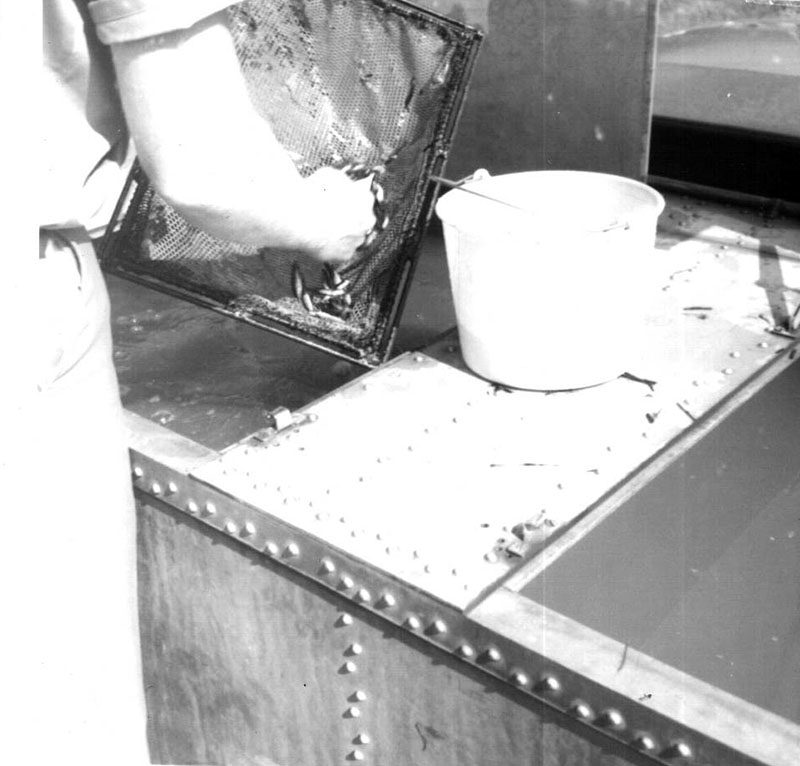 July 7, 1966
Fish Delivery 
Photo ID#: S65