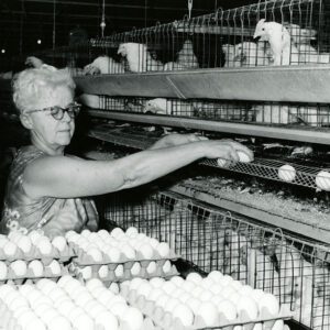 July 7, 1972 Mrs. Elmer (Geneva) Snavely as she gathers eggs.