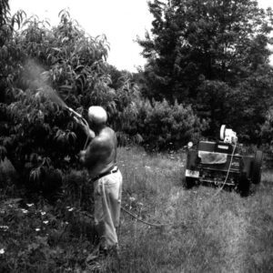July 14, 1970 Robert Ludwick’s peaches.