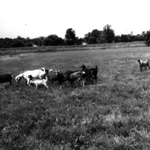 July 15, 1975 Harry White goats