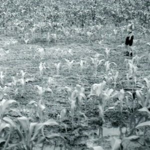 July 16, 1972 No-till frost