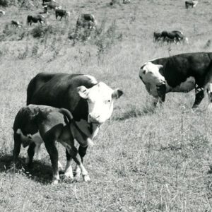 July 21, 1970 A 100 beef cow-calf enterprise at the Ralph Winters Farm.
