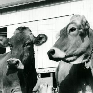 July 22, 1970 Bale Broeske Farm – Brown Swiss Cattle