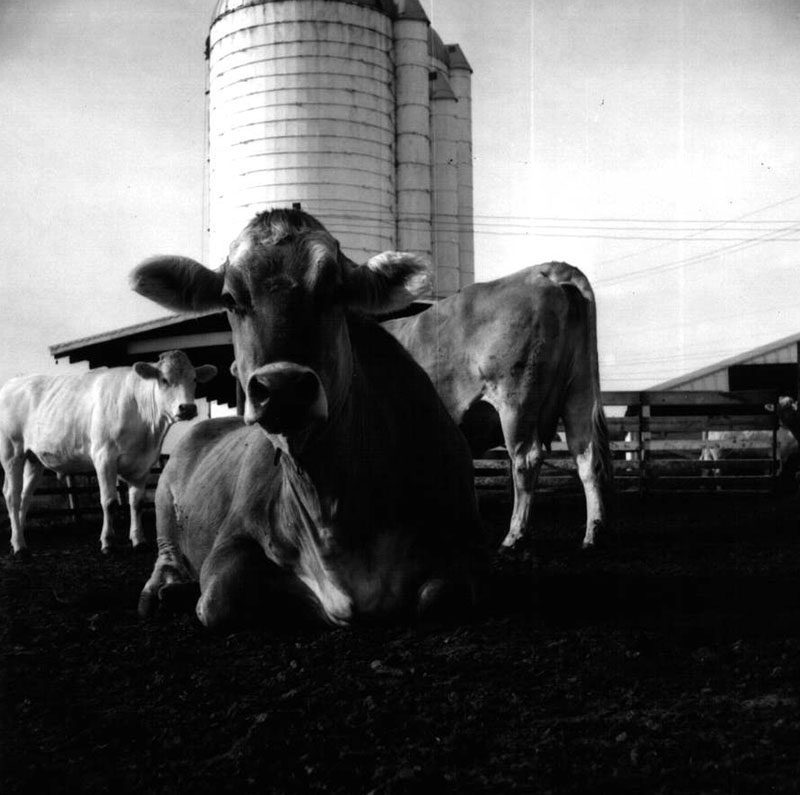 July 22, 1970
Dale Broeske Farm
Photo ID#: A425