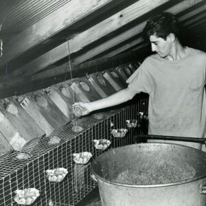 July 24, 1970 John Ramsey Mink Farm near Lexington, Ohio. Feeding the mink