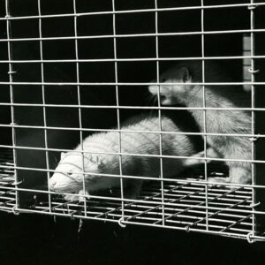 July 24, 1970 John Ramsey Mink Farm – Autumn, Haze, Pearl, Violet
