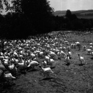 July 24, 1970 Turkeys