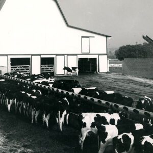 July 26, 1963 Freeman Swank Farm, R.D. 3, Bellville.