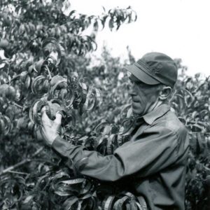 July 28, 1970 Bryan Garber. Garber Fruit Farm