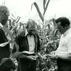August 3, 1971 Ohio FED. S.W.C.D. School. Supervisors: Ralph Winters, John Winger, Robert Hall (Marietta SWCD) observe local No-till corn