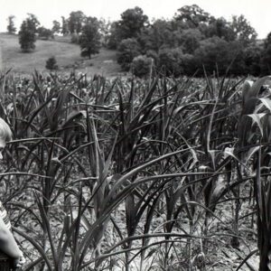 08_04_1966_Tod_Mills_drouth__drought__in_corn_in_Kentucky_photo_by_R.Mills_website-2559