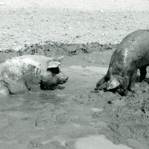 August 6, 1970 Happy hogs at Richard Forbes Farm