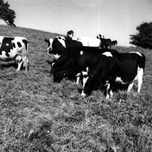 September 8, 1966 Lee Oswalt’s Cattle