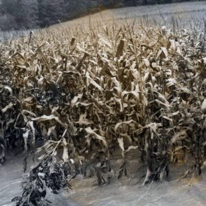 09_14_1979_Flooded_corn_field_from_6_inch_rain_on_Possum_Run_Rd_website-5422