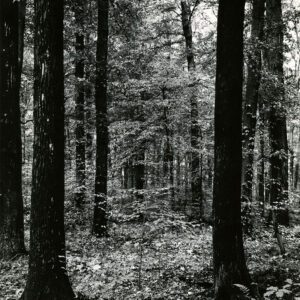 10_06_1937_Virgin_Hardwoods_on_Clarmont_silt_loam_soil._Jennings_County__Indiana_website-3907