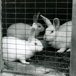 October 7, 1972 Domestic rabbits shown at the Bob Jackson Farm in Ashland County-944