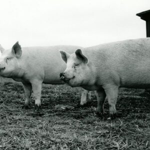 October 16, 1972 Eckert on Drive-It-Yourself-Tour. Feeder hogs shown at the Paul Eckert Farm