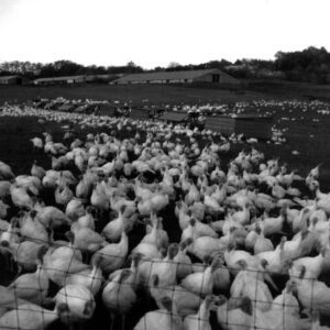 October 20, 1965 Hamilton Turkeys, Bellville