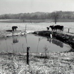 October 26, 1963 Junction SR 568 &146. Improper pond management, cattle in pond.