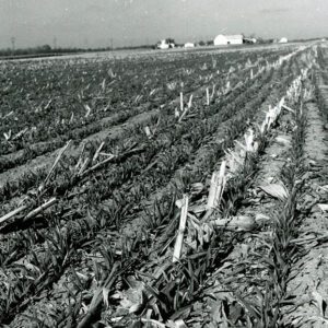 November, 1977 No-till barley at John Scherer Farm in Shelby, Ohio.