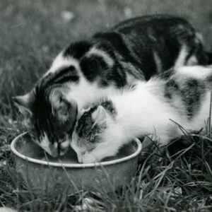 November 6, 1971 Feeding the cats on the Britton Farm.