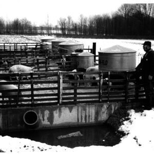 November 27, 1971. Frank Lawrence examines his manure storage used for a hog enterprise.