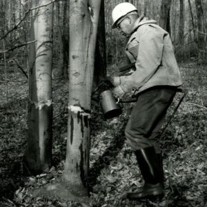 12_03_1980_Hampton_Woodlot__Richland_County._Bob_Mills_applies_chemical_via_brush_to_frilled_area_cut_around_young_Beech_tree_website-4608