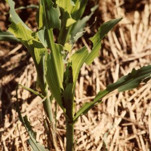 Armworm damage. No-till corn.