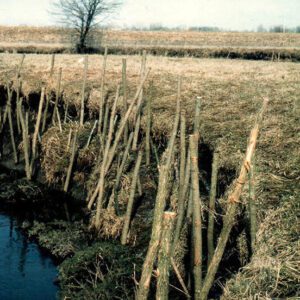 Bank stabilization using willow roots