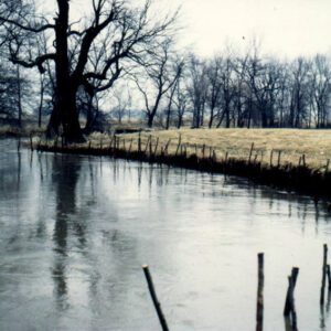 Bank stabilization using willow roots