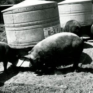 Dale Baker. Hogs with dirty butts